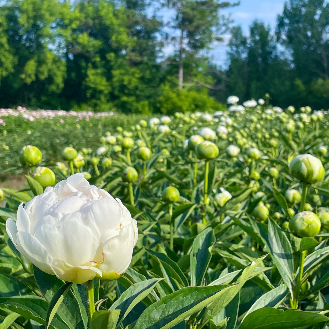 White peony flower in a field with green foliage and trees in the background — Kirin Bower Peony in Apple Hill
