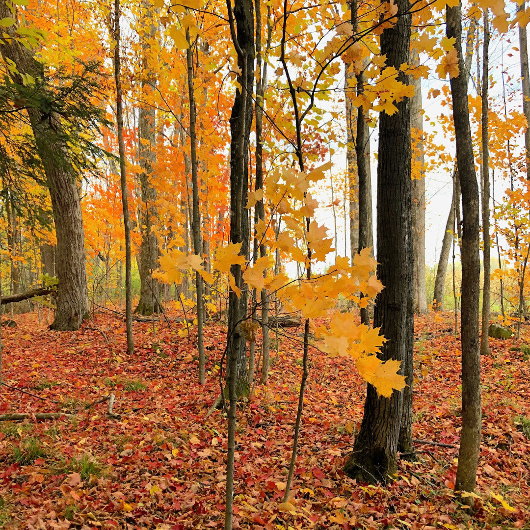 In the Falling Light — 07 November