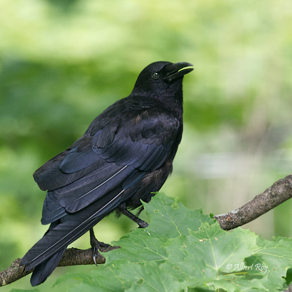 American Crow