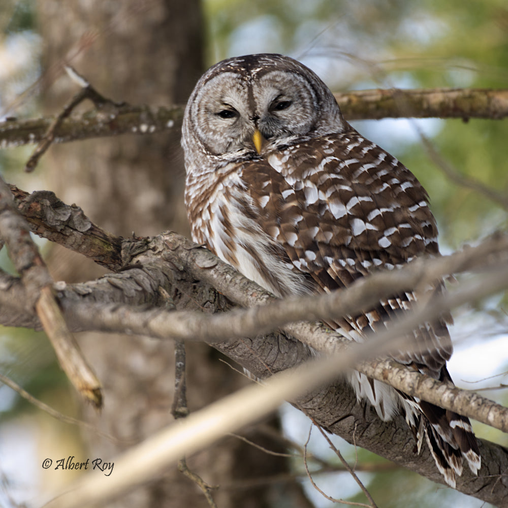 Barred Owl