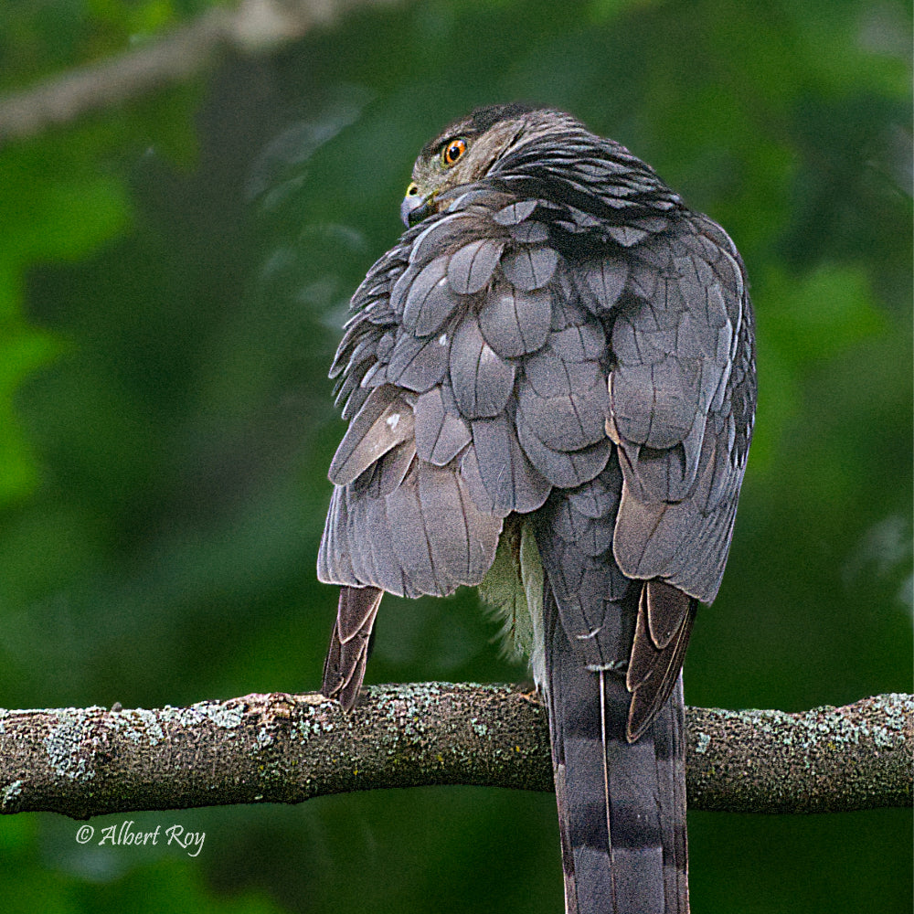 Cooper's Hawk