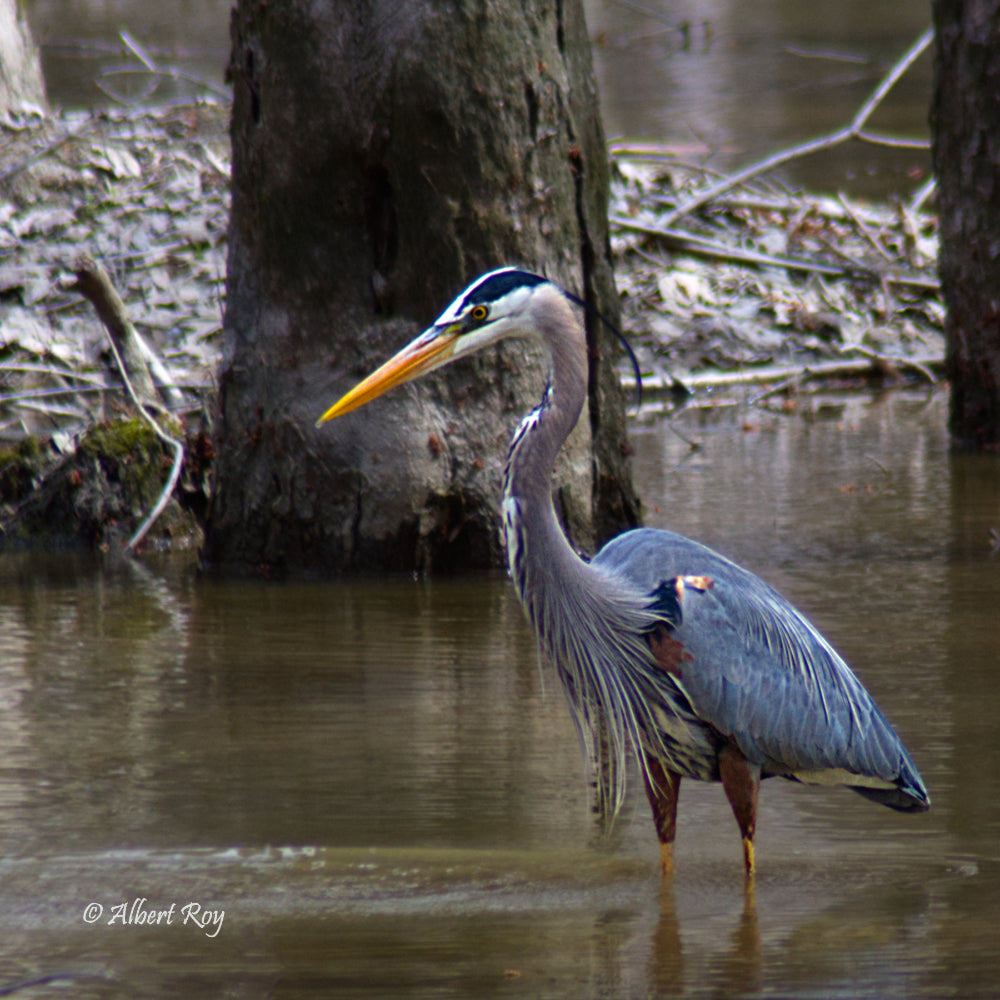 Great Blue Heron