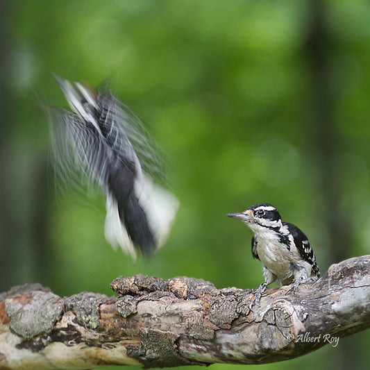 Hairy Woodpecker