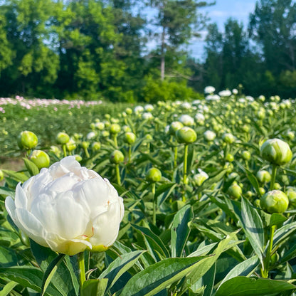 White peony flower in a field with green foliage and trees in the background — Kirin Bower Peony in Apple Hill