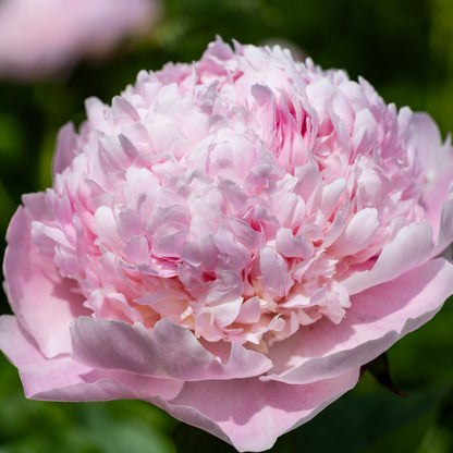 Extravagance in Watercolour