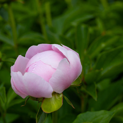 Extravagance in Watercolour