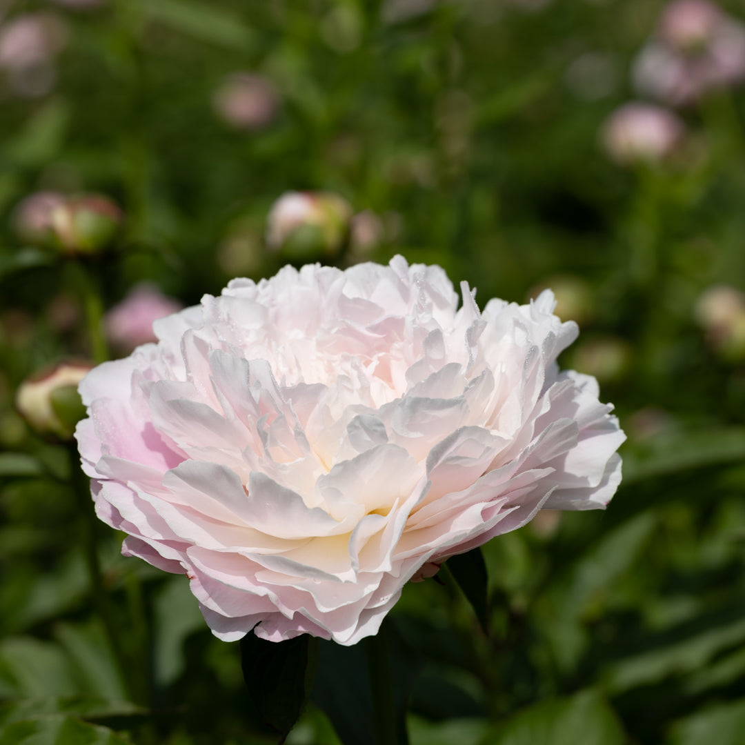 Pink peony flower with green leaves in the background — Kirin Bower Peony in Apple Hill
