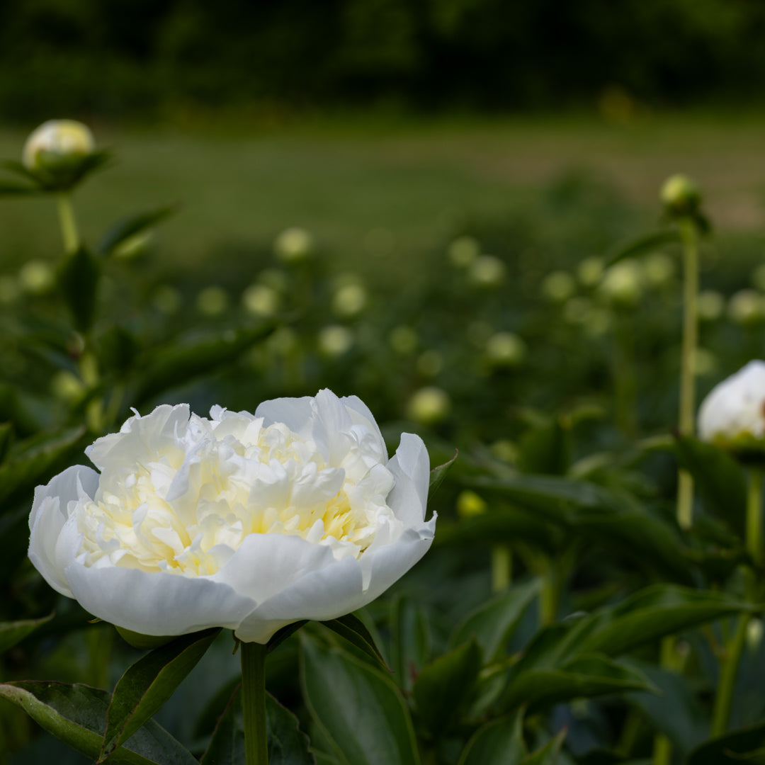 White peony flower — Kirin Bower Peony in Apple Hill