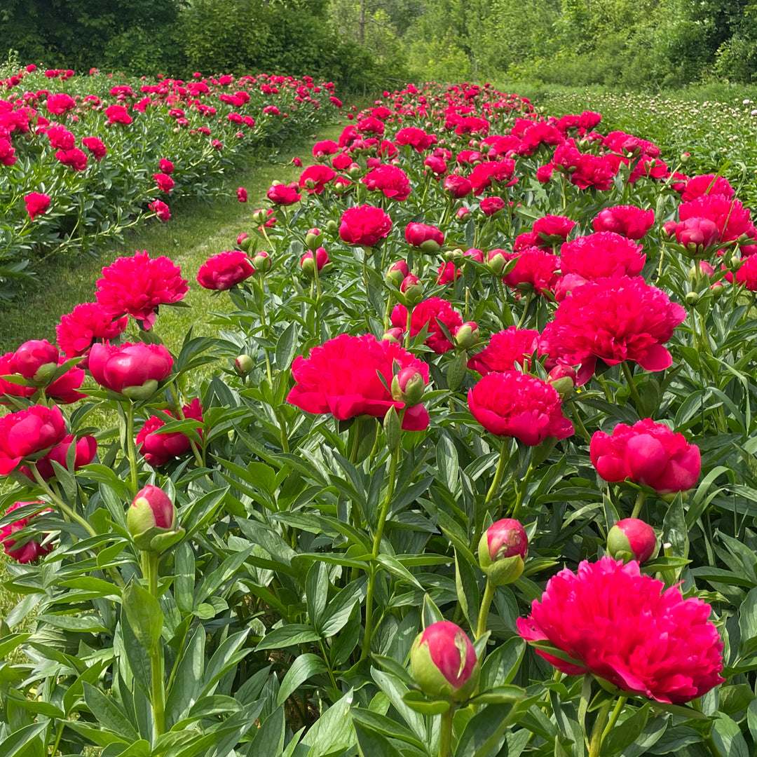 Extravagance in Watercolour