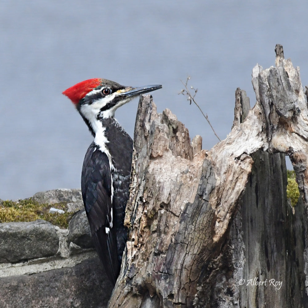 Piliated Woodpecker