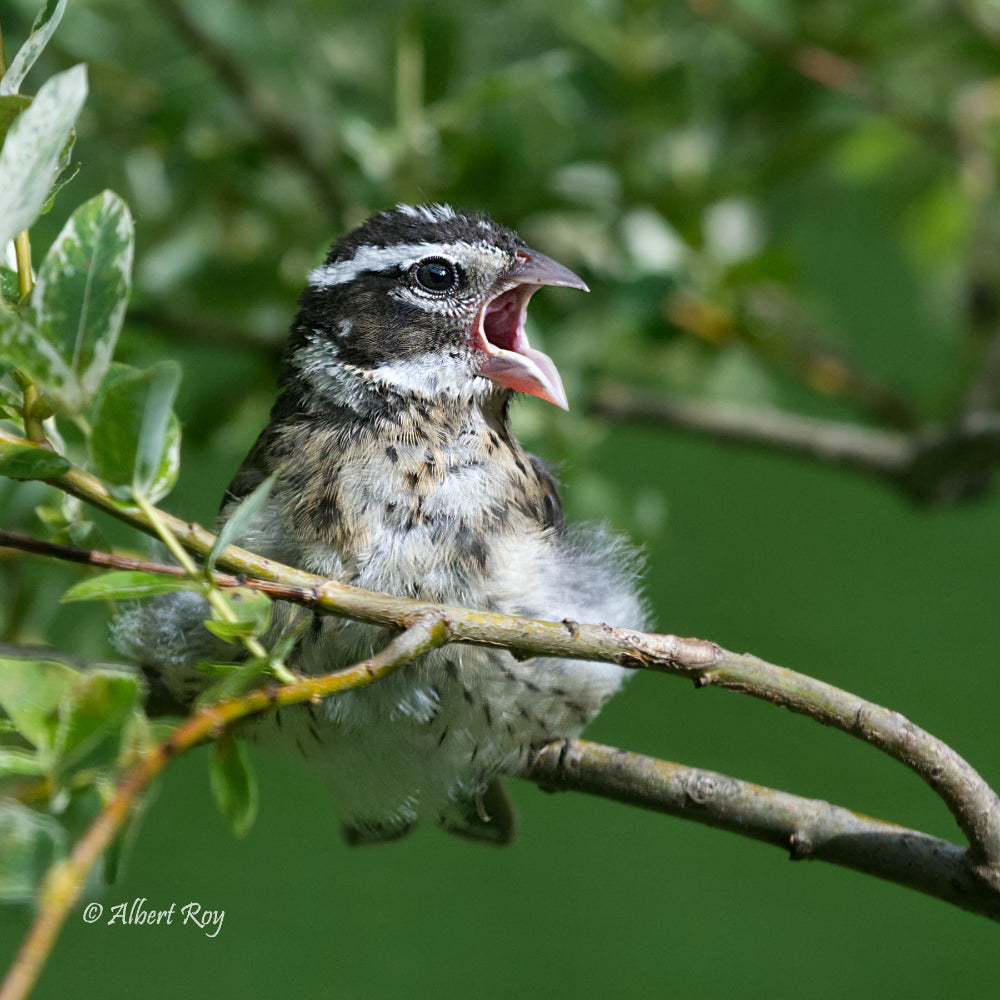 Rose-breasted Grosbeak