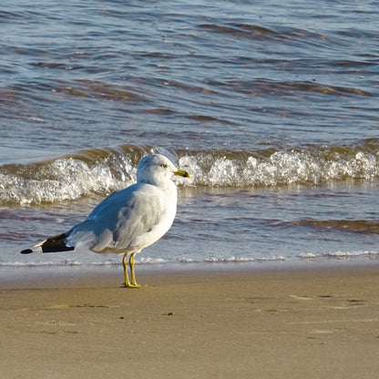 Shore Dancer in Watercolour — 25 July