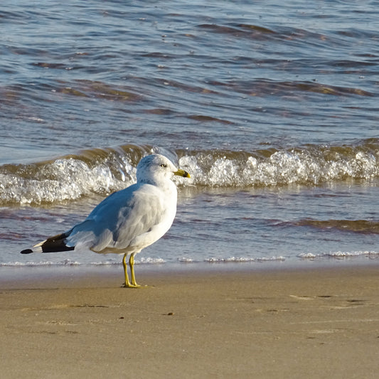 Shore Dancer in Watercolour — 25 July
