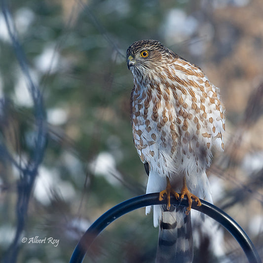 Sharp-shinned Hawk