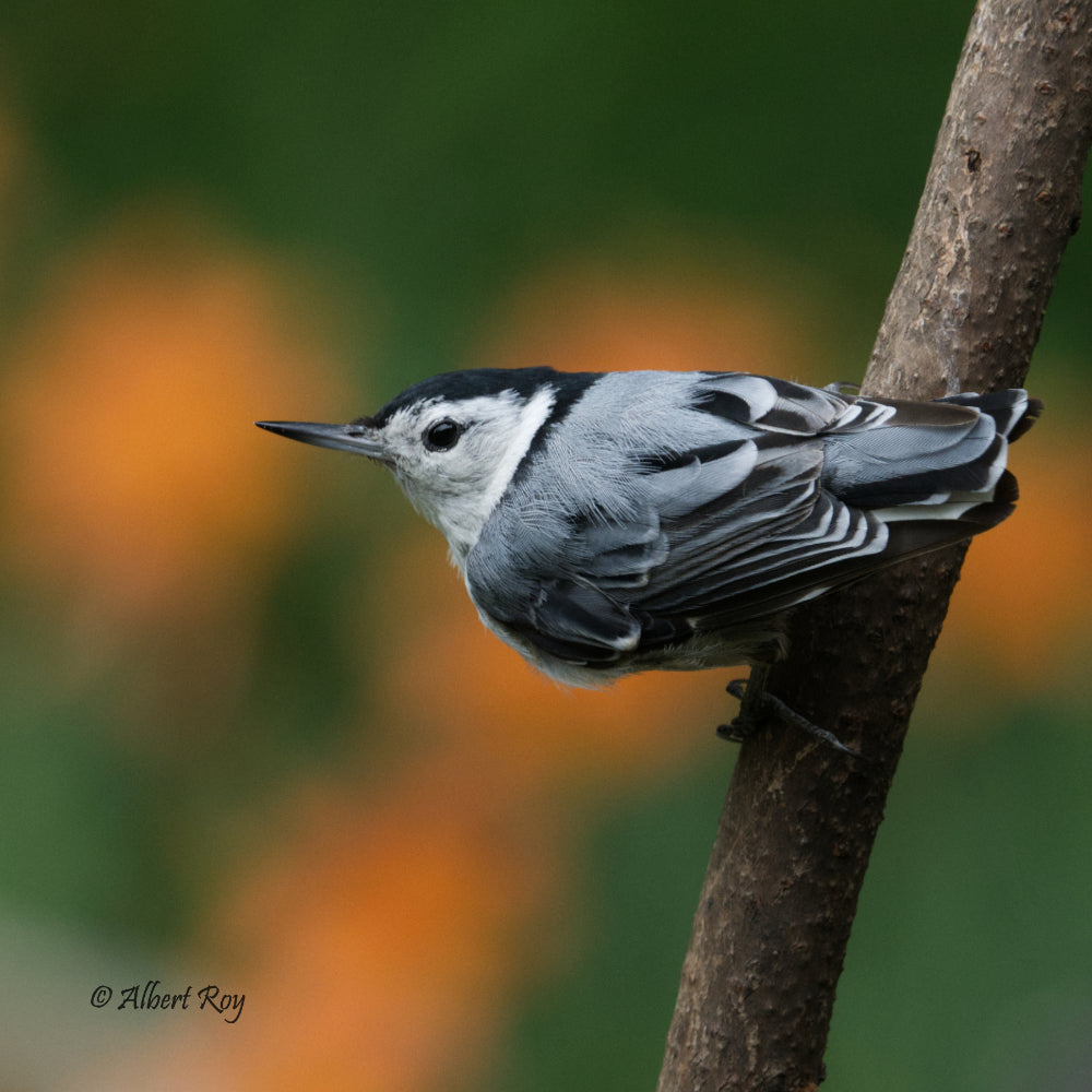 White-breasted Nuthatch