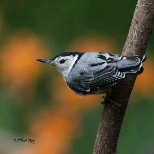 White-breasted Nuthatch