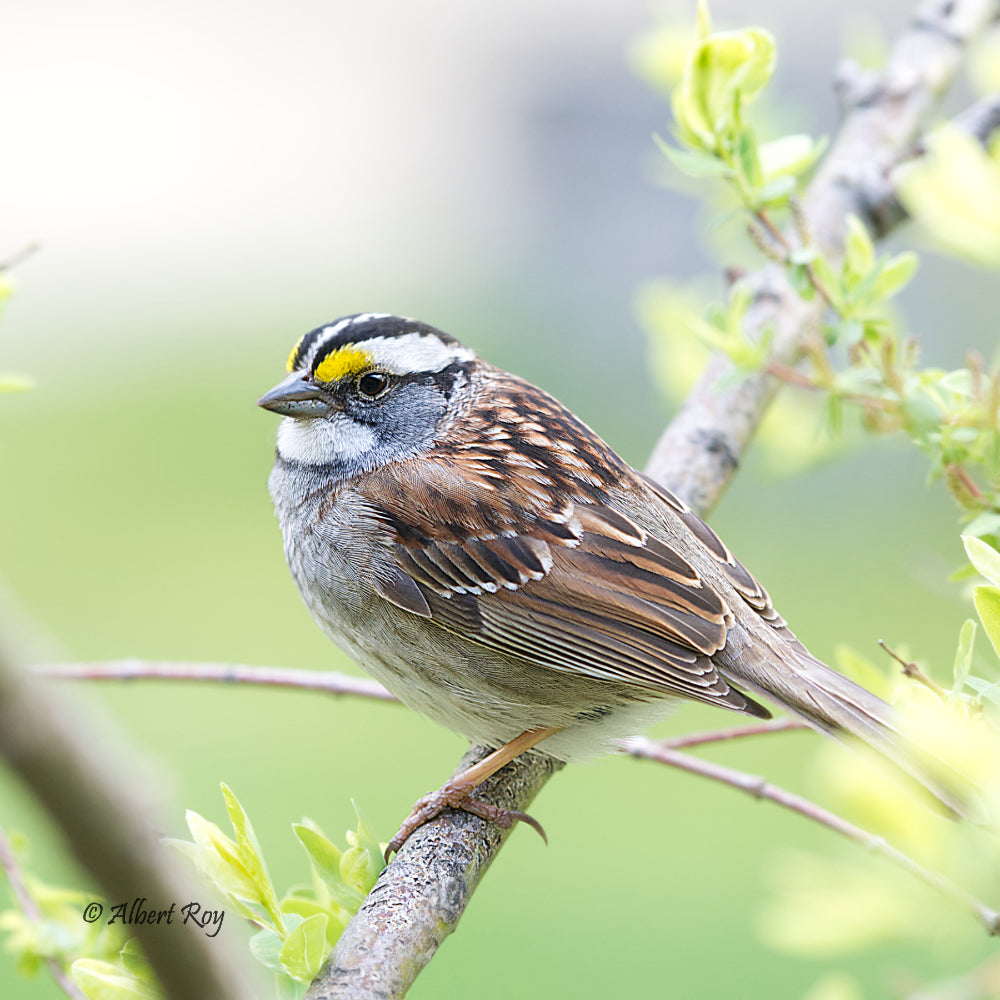 White-throated Sparrow